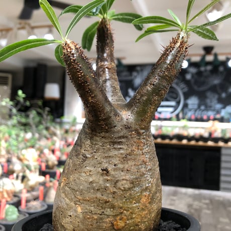 pachypodium gracilius《大きめM size》※現地球株発根済※うっすらgreen肌と生き様感じる株元の傷みも味深く整った樹形の一株‼︎※black pot植え