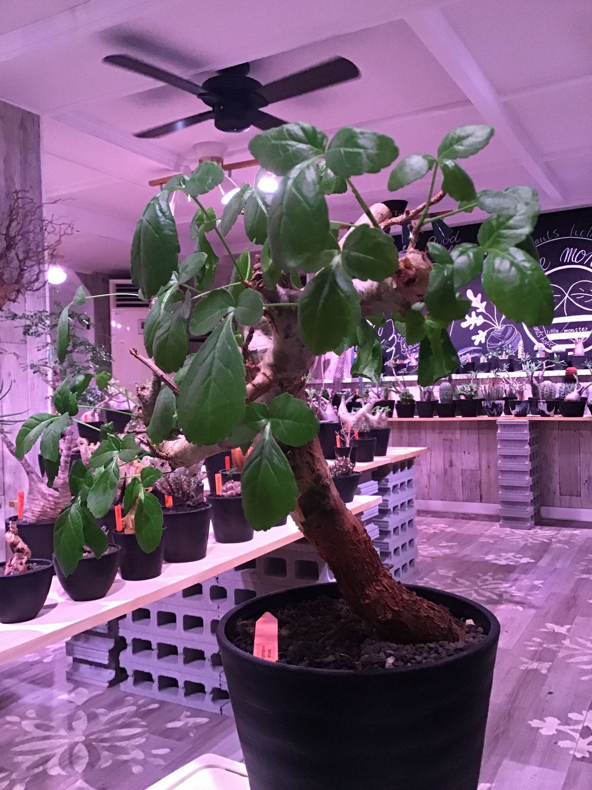 コミフォラ クラウセリアナ 現地球 発根済み コレクション株 灌木