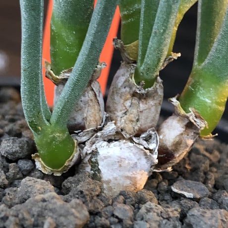 monilaria pisiformis《S size》※現地球発根後店主国内管理2年株※モニラリア属（激希少最上位種）冬型caudex※mad black pot植え