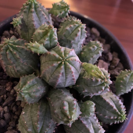 euphorbia    globosa