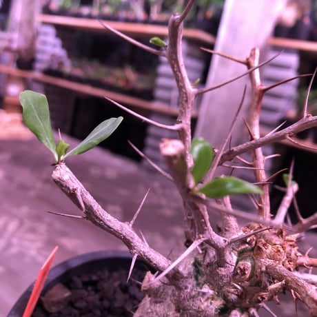 fouquieria    columnaris 観峰玉 《L size》mad  black  marble   bowl  pot  植え　※店主管理6年株