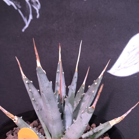 agave    utaensis  eborispina《S size》