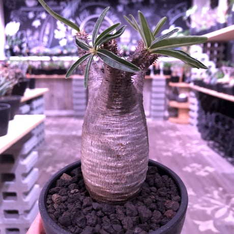 packypodium  gracilius《大きめS size》※現地球発根済み株‼︎  （限定1株）※全面A面なかわいいbalance良きグラキ※mad black bowl pot植え