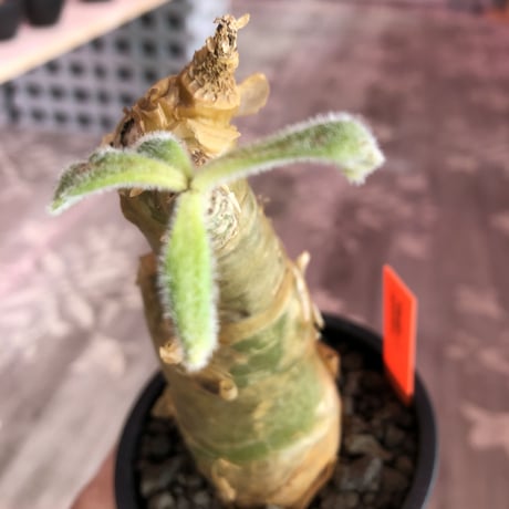 tylecodon  paniculatus《M size》※一番大きく成長する2種類のパニクラーツス‼︎※mad black pot植え　※限定２株