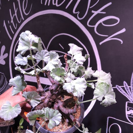 pelargonium  mirabile