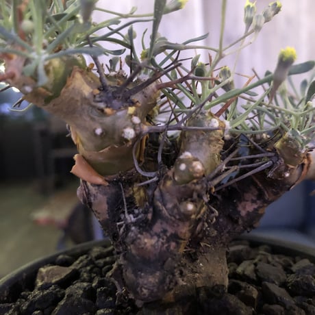 othonna   euphorbioides《M size》black肌‼︎ ※weightが下にあることで、将来性高き一株‼︎  ※mad black bowl pot植え