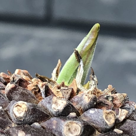 euphorbia bupleurifolia《小さめL size 》※現地球発根後店主国内管理5年株※可愛さカッコよさの二面性＆下部木質化の味深き一株※mad black pot植え