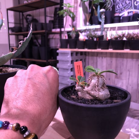packypodium    roslatum var. eburneum（S size）現地球   発根済み株　※mad black bowl pot植え