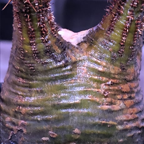 pachypodium  gracilius《大きめS size》希少green肌ぼってり樹形※現地球発根済株※店主国内管理2年株※weight＆枝振り良き将来有望株※mad black pot植え