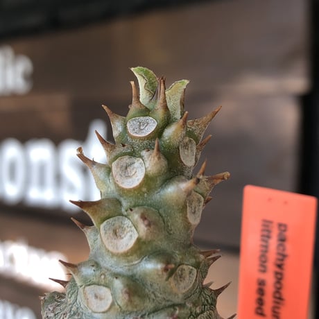 pachypodium windsorii《M size》※選抜littmon seed🌱※weight低き極ぼってり株元な良樹形※mad black pot植え