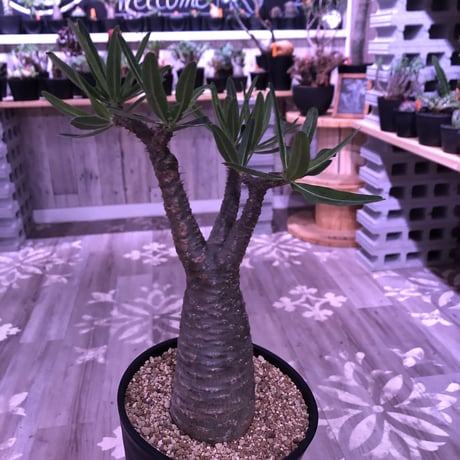 packypodium  gracilius《L size》 ※現地球株  発根済み株‼︎  （限定８株）