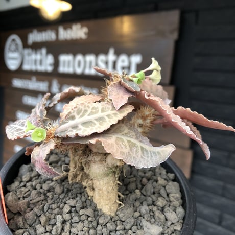 euphorbia francoisii var.crassiccaulis redreef《 M size》※現地球発根後店主国内管理3年株※赤葉&白肌堪らない※mad black pot植え