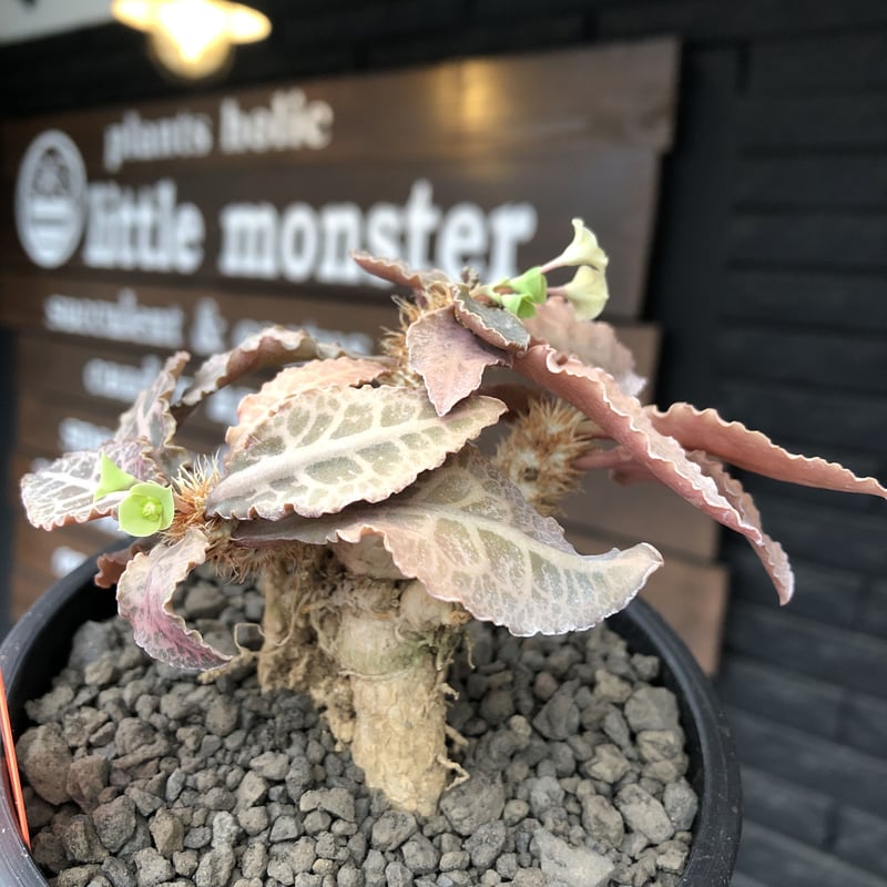 euphorbia francoisii var.crassiccaulis redreef《