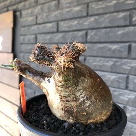 pachypodium gracilius《 L size》偏平&極ぼってり樹形に現地焼け肌※現地球発根後店主国内管理2年株※bigで最高にweight低き装い※mad black pot植え