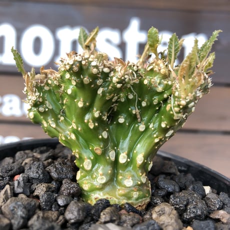 dorstenia  cristata 希少綴化株《L size》※ワイルドに躍動した装いに良き枝振りの一株※mad black bowl pot植え