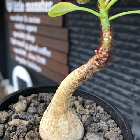 euphorbia ramena《M size》※現地球株発根済※ぽっこり丸み強き株元＆絶妙に捻くれた枝振りバランスが愛らしいラメナ※black bowl pot植え