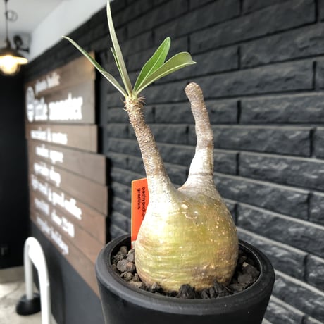 pachypodium gracilius《大きめS size》希少yellow肌※現地球発根後店主国内管理3年株※ぼってり樹形に特化したカラーが可愛い装い※mad black pot植え