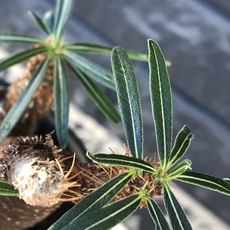 pachypodium gracilius《S size》希少green&赤肌&3-he'd株※現地球発根後店主国内管理3年株※男らしいwildな出立ち※mad black bowl pot植え