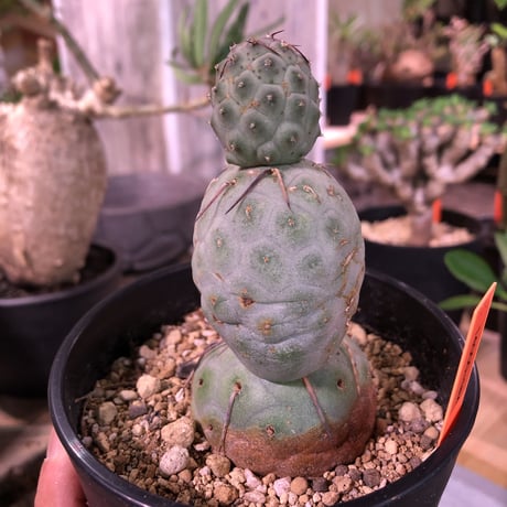 tephrocactus   geometricus《M size》水色肌の可愛い球体