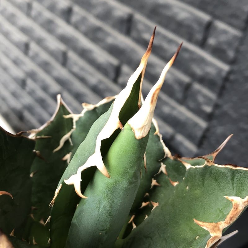 agave titanota《大きめM size》※現地球発根後店主国内管理1年株※極