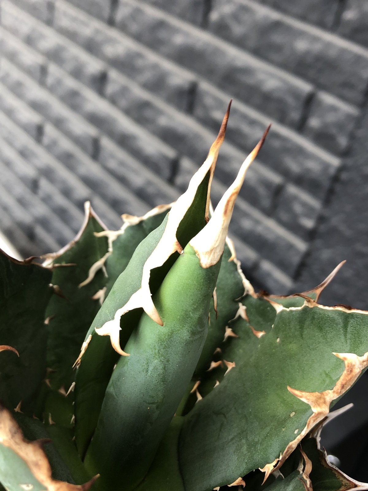 agave titanota《大きめM size》※現地球発根後店主国内管理1年株※極 