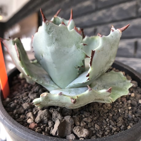 agave  isthmensis《M size》※現地球発根後店主国内管理2年株※weight低く締まり纏まり良き良バランス※mad black pot植え