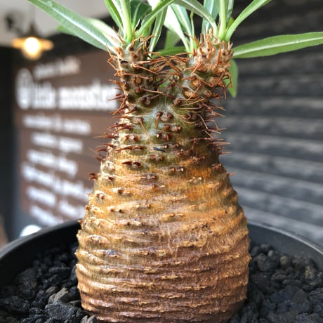 pachypodium gracilius《大きめS size》※現地球株発根済※可愛さだけでは終わらない!green肌＆現地焼けに横筋の強さも堪らない一株※black bowl pot植え
