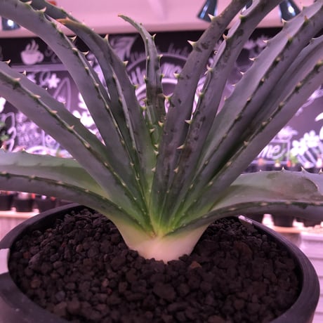 aloe   argyrostachys《L size》現地球発根済み‼︎ マダガスカルの希少種‼︎　※mad black  marble bowl pot植え