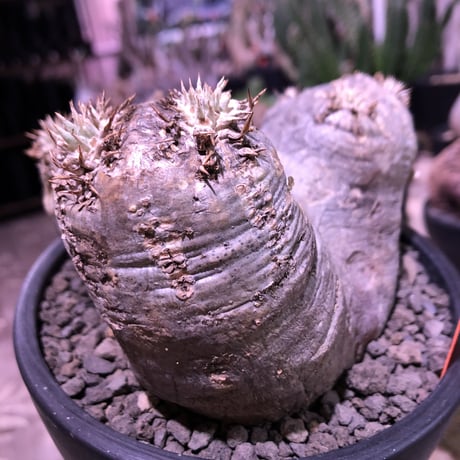 packypodium   roslatum var. eburneum（M size）※現地球発根済※店主管理4年株‼︎※ぼってり枝先まで丸く可愛いエブレ※mad black bowl pot植え