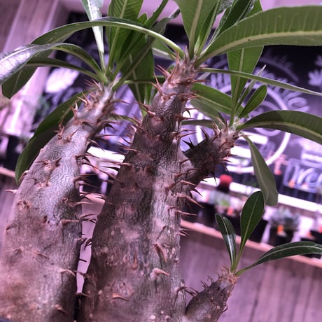 packypodium    cactipes《S size》triple-he'd  三分頭‼︎ 発根済み株