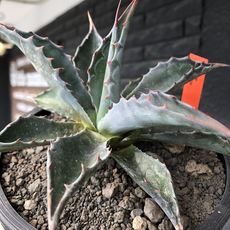 agave montana《M size》※現地球発根後店主国内管理2年株※葉色が濃く渋 ...