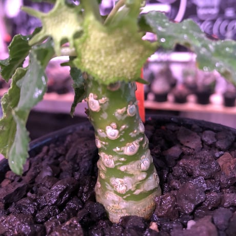 dorstenia   lavrani《M size》※幹幅太く、丈は短いぼってり樹形な希少ラブラニー‼︎※mad  black  bowl pot植え