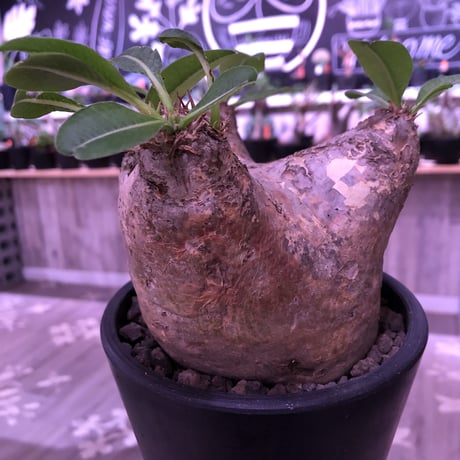 packypodium   roslatum var. eburneum（M size）※現地球発根済み株※店主管理4年株‼︎※大変可愛いブラウン肌且つ縦横同size株※mad black pot植え