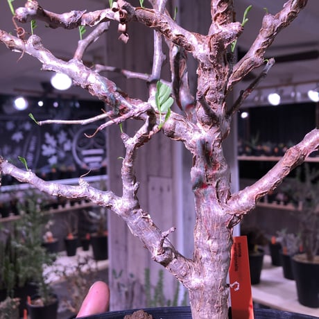 senna  meridionalis《L size》当店人気株‼︎