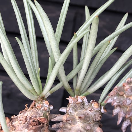 tylecodon  wallichii  和名＝奇峰錦《大きめM size》※現地球発根後店主管理5年株※美しく大きめで低重心良樹形な一株※ mad black pot植え