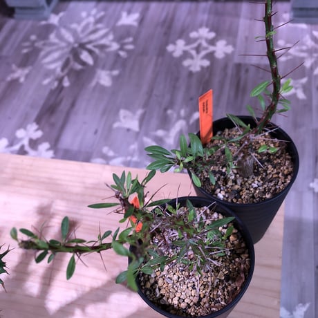 fouquieria  purpusii《M size》balance良き人気プルプシー