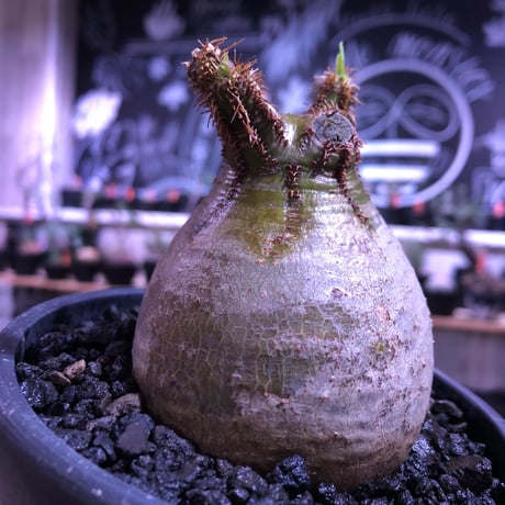 packypodium  gracilius《M size》green肌‼︎驚愕低重心※現地球発根済株※店主国内管理3年株※極短枝で愛くるしいcolorに極ぼってり樹形※mad black pot植え