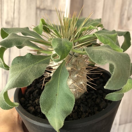 packypodium  namaquanum  光堂《M size》希少極美株‼︎ 冬型パキポ‼︎ ※mad black pot植え　店主管理４年株