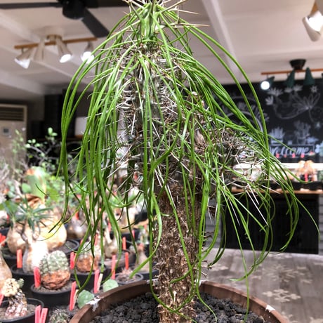 didierea madagascariensis《LL size》※現地球極太大株発根済※古木感強く垂れ下がる涼しげな葉と棘のコントラストが堪らない※brown marble bowl pot植え