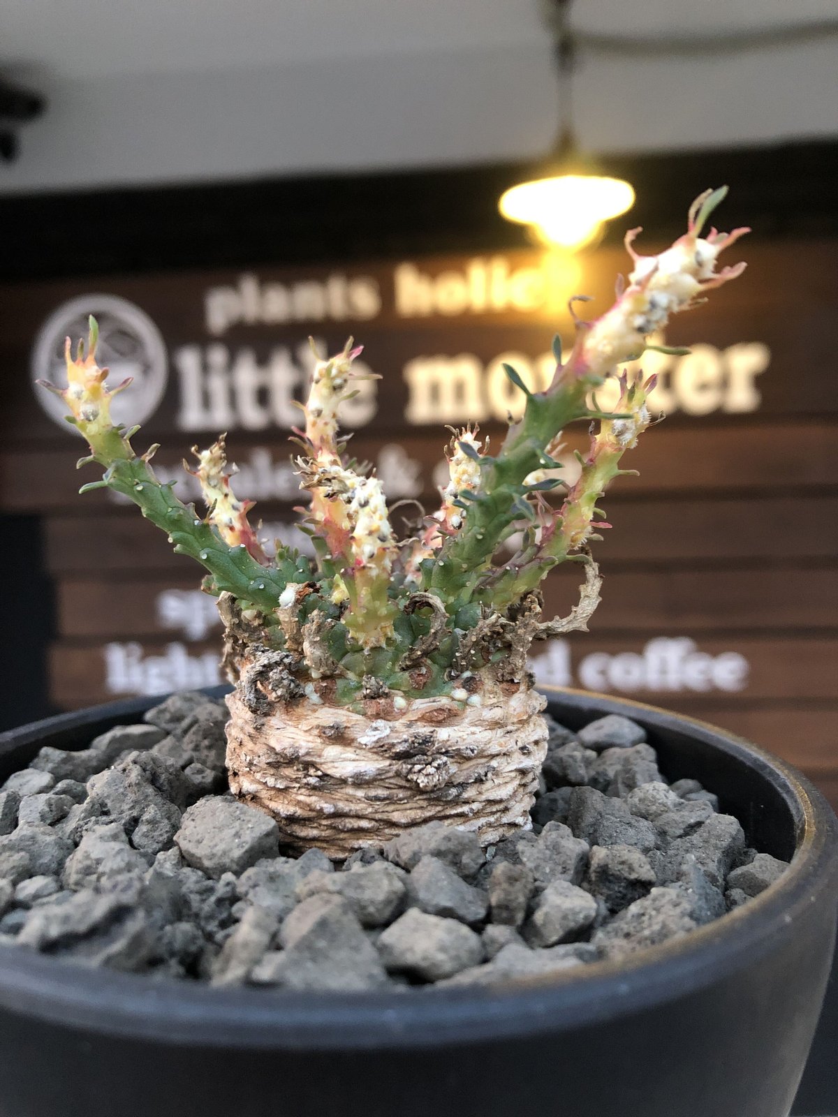 巨大 希少 ユーフォルビア エスクレンタ Euphorbia タコモノ 選抜株 ユーフォルビア エスクレンタ 大株 | mana's farm:塊根植物