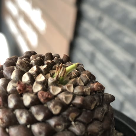 euphorbia  bupleurifolia《大きめM size 》※激まん丸株※現地球発根後店主国内管理5年株※ボコボコ肌に個体差としての球体感が堪らない一株※mad black pot植え