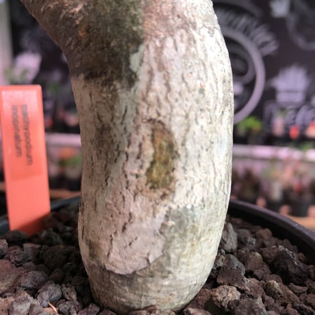 packypodium  inopinatum《S  size》※現地球発根済株※一部白肌柄を持つ大変葉が繊細なかわいいイノピ※mad black bowl pot植え