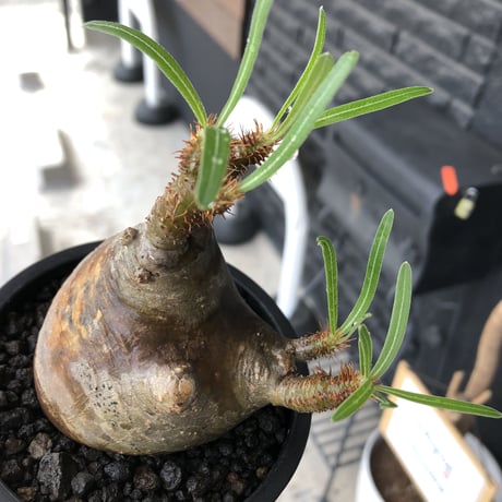 pachypodium  gracilius《小さめM size》※現地球発根後店主国内管理3年株※愛くるしさ100%な美術的インテリ性高く現地焼け肌な一株※mad black pot植え