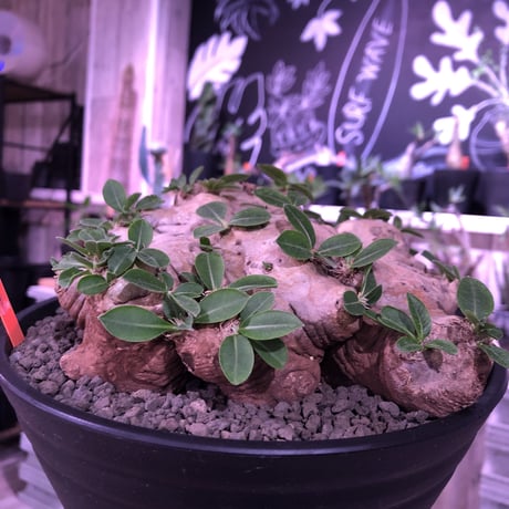 packypodium  brevicaule  恵比寿笑い《L L   size》※大変bigな良質な笑い‼︎　※浅鉢植え