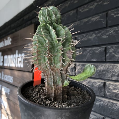 euphorbia horrida《大きめM size》子吹き株※現地球発根後店主国内管理6年株※子吹きも多くワイルドな木質化した出立ち※mad black pot植え