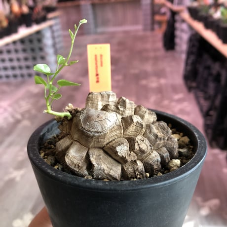 discorea elephantipes アフリカ亀甲竜《M size》※現地球発根済株‼︎※冬型caudex‼︎ハート型の葉が可愛い人気者‼︎※mad black pot植え　※限定5株