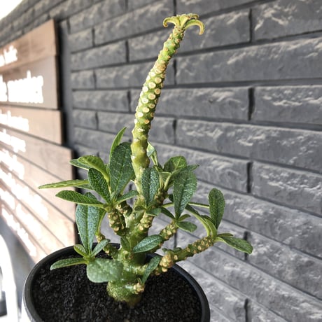 希少‼︎dorstenia   gigas《大きめM size》littmon  seed🌱7年株※極ぼってり株元に半端ない枝振りなリトモン渾身の一株※mad black bowl pot植え