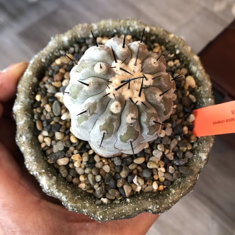copiapoa   cinerea  黒王丸《M size》希少※現地球株自根株‼︎※店主国内管理2年株※大変白さ&サイズ感&balance良き黒王丸※陶器 pot植え