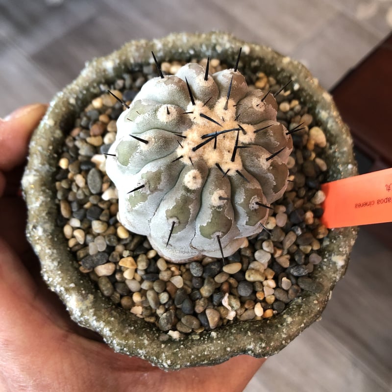 copiapoa cinerea 黒王丸《M size》希少※現地球株自根株‼︎※店主
