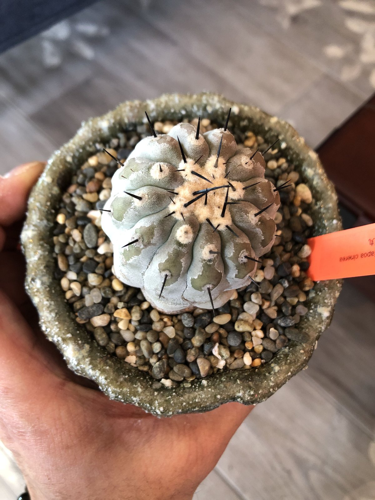 copiapoa cinerea 黒王丸《M size》希少※現地球株自根株‼︎※店主国